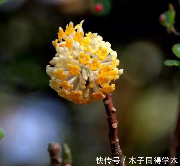 打结花！真漂亮啊！