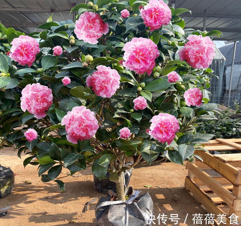 3种“老花树”,能活一百年,冬天不怕冷,开满“吉祥花”