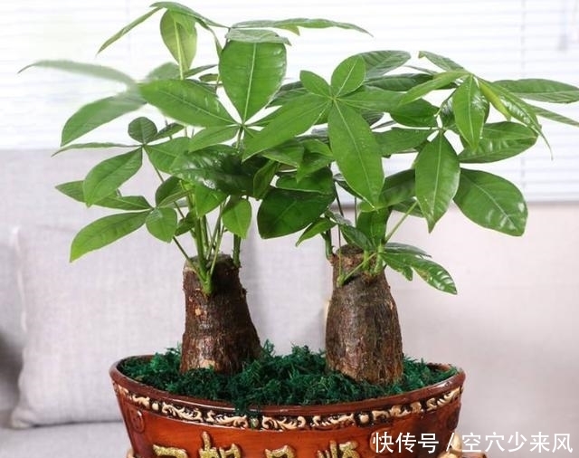 室内|发财树养护3要点,缺一不可,1个做不好,室内都难养好发财树