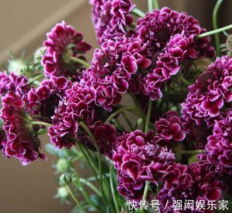 人称“山萝卜”,开起花来,却花大、颜色多,养一盆,四季有花看