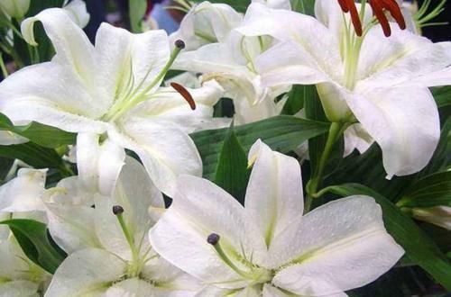 百合花开|最“贱”的4种花,开花美还好活,365天开花不断,美丽而喜庆