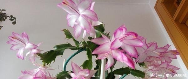 养花|什么生根水、生根粉,通通都比不上这种油!盆里倒一点,花草疯长