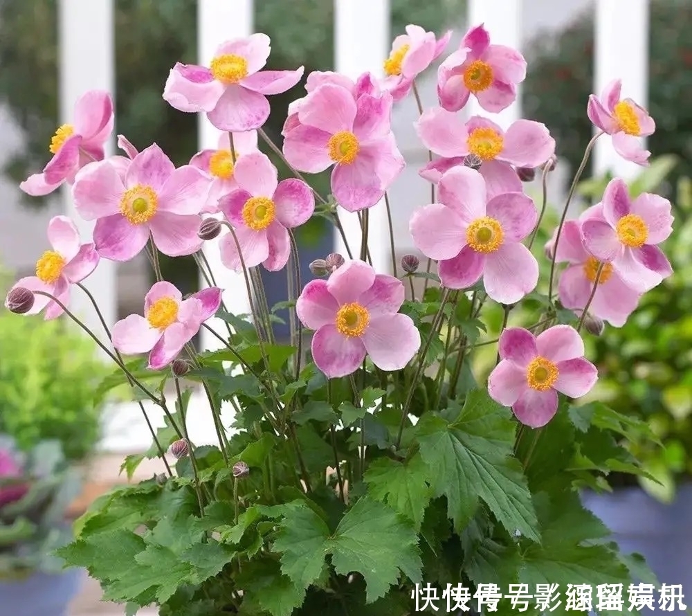 有院子就养这几种花,漂亮又吉利,越养越顺心