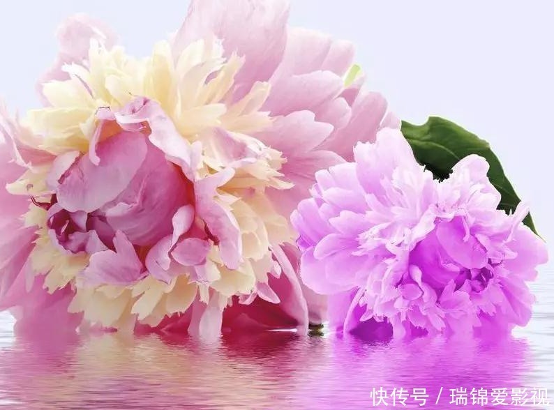 寓意|三种正能量的花,寓意极好家人兴旺,喜欢赶紧养一盆!