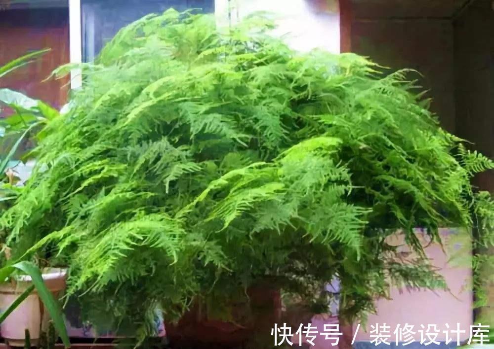 枝条|6种“漂亮花”，长了就狠剪，舍不得剪害处大，耽误一年开花量