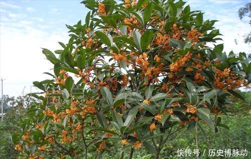 家门口别空着,种上4种花,开出一片花海,芳香四溢!