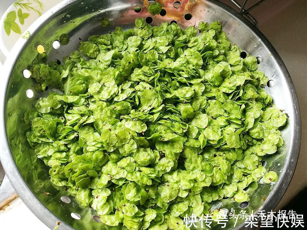 野菜|树上特有野菜,过去当救命粮,如今7元一斤,含钙量是菠菜3倍