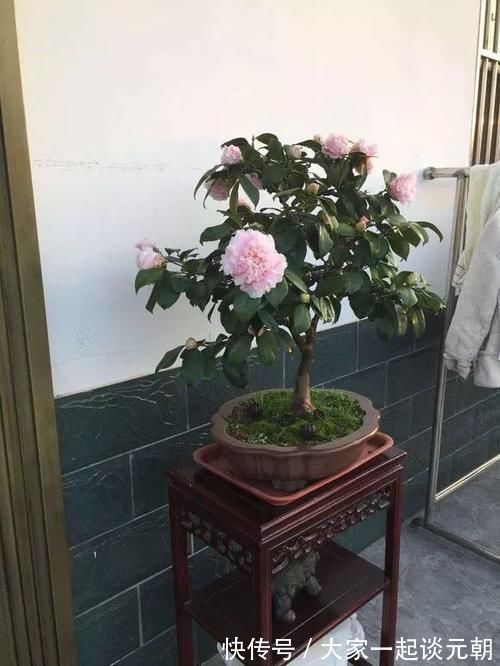 铁树|能养100年的花,养一盆成传家宝,越老越值钱!