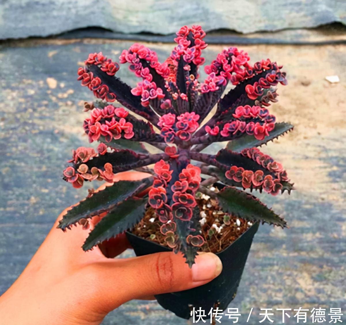 适合懒人养的“6种花”,不只是好养,还寓意好,利于健康