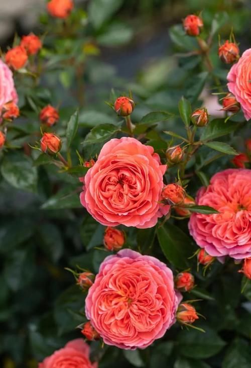 这份让春季花园“爆花”的清单你收藏一下吧！