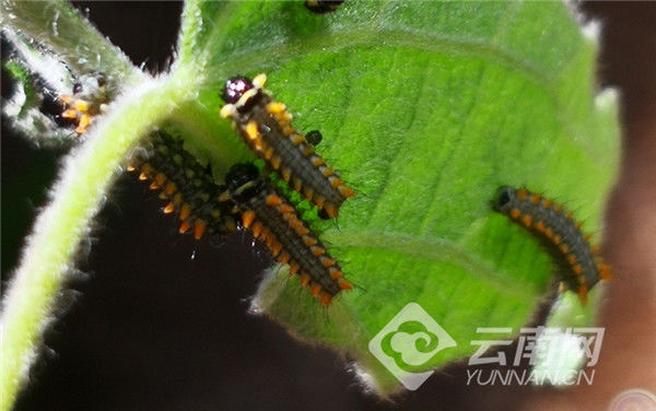 毛毛虫|好消息！濒危物种“玉龙尾凤蝶”人工繁育成功