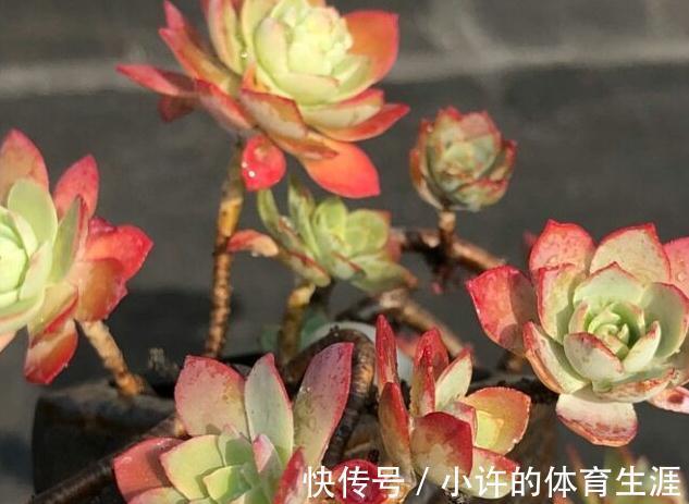 多肉薄化妆养护注意4点,叶色呈现靓丽的粉红色