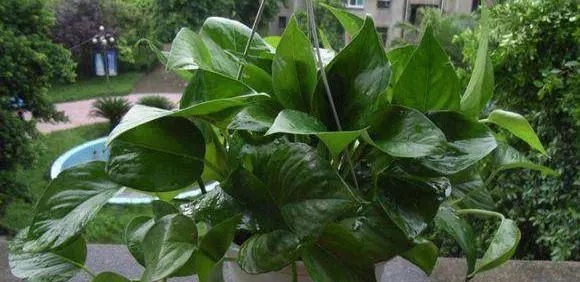 夏天|夏天给植物来个鸡蛋,疯狂爆盆,叶子绿到流油