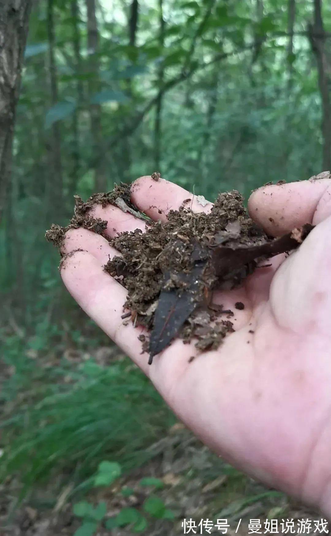 这样制作兰花植料,兰花不会烂根,花苞也更饱满