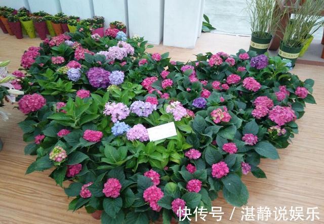 秋天|秋天就扦插“绣球花”，遇土就生根，阳台放不下，春天开成花园