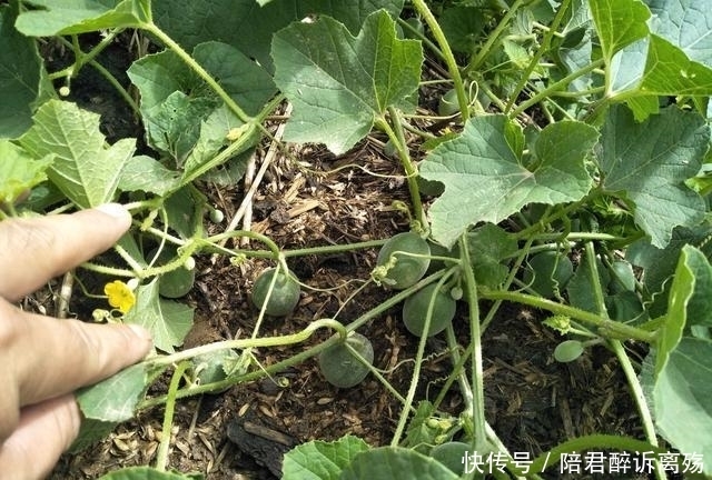 村里无人问津路边我野果,最后一个城里卖到25一斤