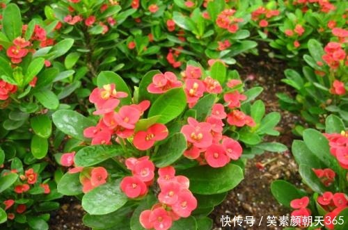 4种花,可不能惯养,赶紧搬出去,越狠狠晒,越开花满枝头!