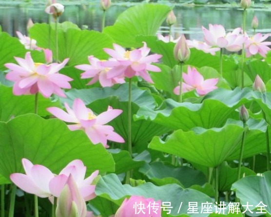 大运|8月上旬，鸿运当头，4属相吉星进门，桃花朵朵，日子喜洋洋