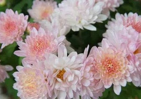 这些花草放在盆里不用管，也一样能爆盆，超级好养活，懒人的福音