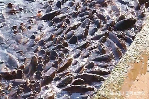 胡子鲶|江湖救急令!这种鱼正在危害我国的生态安全,钓鱼人出手吧