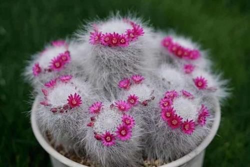 没有景天科多肉的阳台照样很惊艳，摆满仙人球和十二卷，百看不厌