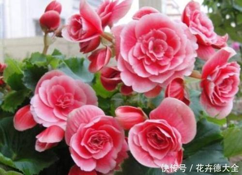 4种花,现在养一盆正当时,好养护开花美,值得拥有!