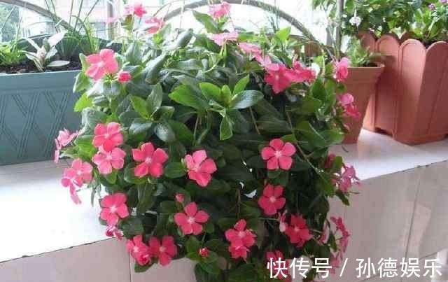 细数那些超耐阴的花,光照少长满屋,懒人大爱
