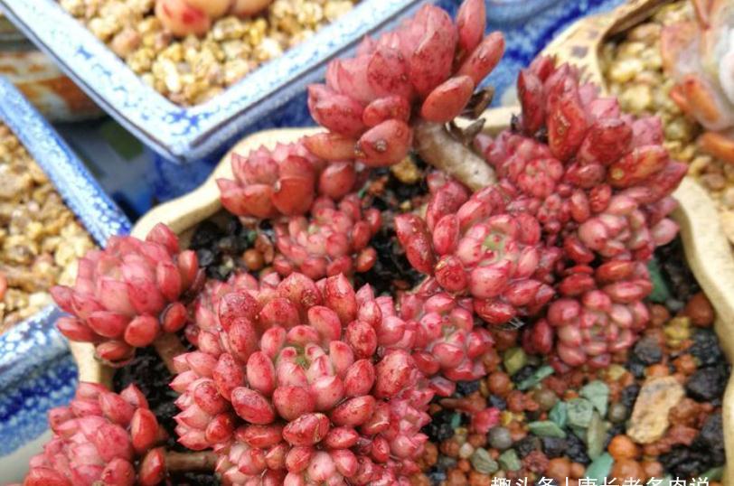 新玩法——用玻璃瓶养多肉，既方便打理又易于上色，阳台党的福音