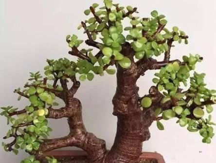 猛窜芽|金枝玉叶长势慢,果断“剪一刀”再饿三天,“猛窜芽”变繁花老桩