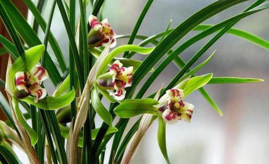 护兰花|9月兰花进入生长黄金期,牢记几个要点,长新芽开花多