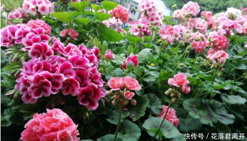 “4种花”现在扦插正合适，10天生根，夏季就开花，开满阳台！