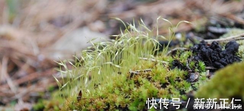 苔藓|袁枚最有哲理的一首诗，虽然我们很渺小，但也要活得比别人更精彩