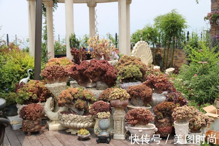 花草|历时一年，在31楼打造300㎡“屋顶花园”，如今美成了仙境