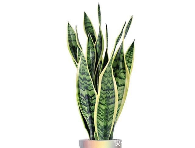 八种花就喜欢沙土,土里掺点沙子,养花效果就是好!