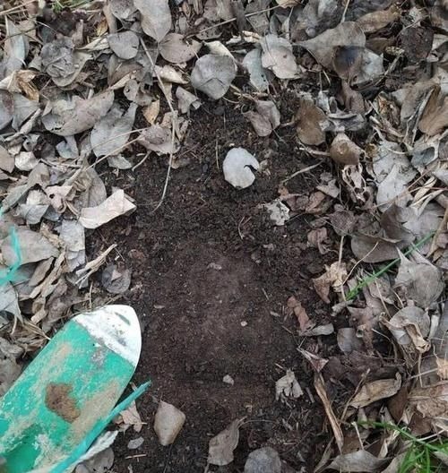 养花土里掺点它,碱性变酸性,花卉叶子呼呼长!