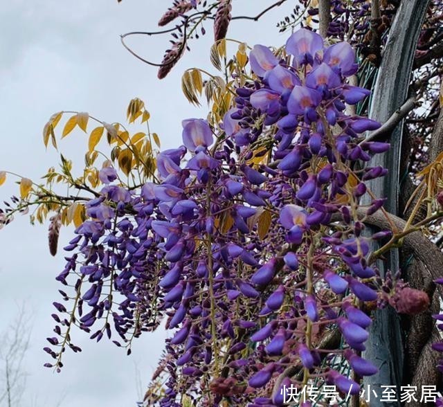专用|这种花梦幻得要命,被称为婚礼专用花,自家阳台就能种!