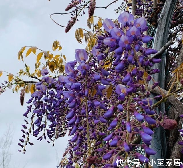  专用|这种花梦幻得要命，被称为婚礼专用花，自家阳台就能种！