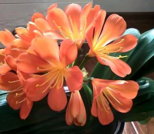 君子兰不开花此2种“废料”丢盆里,花苞不断冒,开花100天