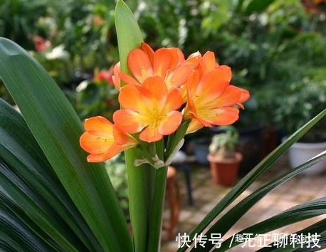 张大爷养护君子兰的秘籍，活学活用，再也不怕生病，开花鲜艳！