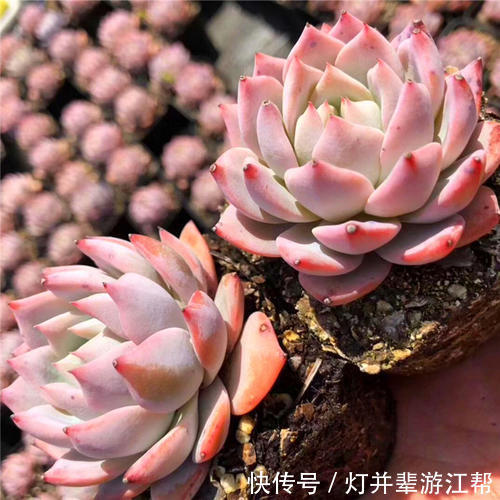 “3多肉”小苗太丑没法看,养一养,长成大苗后逆袭成“白天鹅”