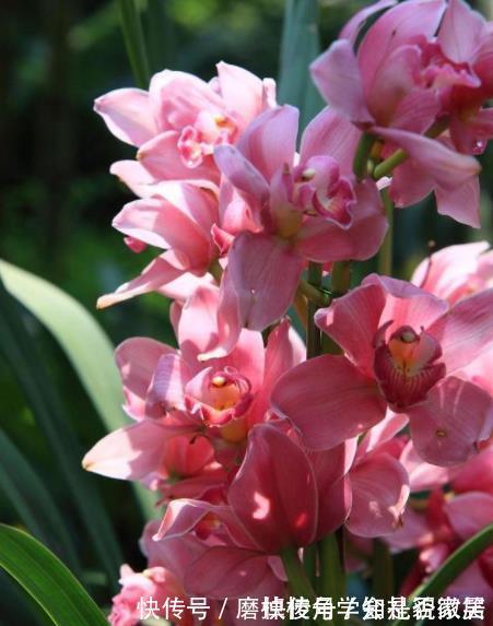 阳台再小,也要养一株香妃兰,典雅别致香味怡人,开花美如仙女