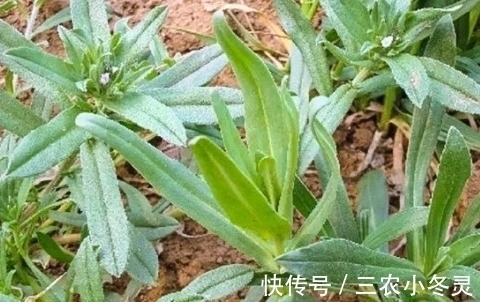 麦家|麦地里“灰蒙蒙”的野草,如今是优良的饲料,种子的价值更高