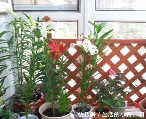 4种“漂亮花”,炎热夏天里,一浇一个死,管住手,花满头!