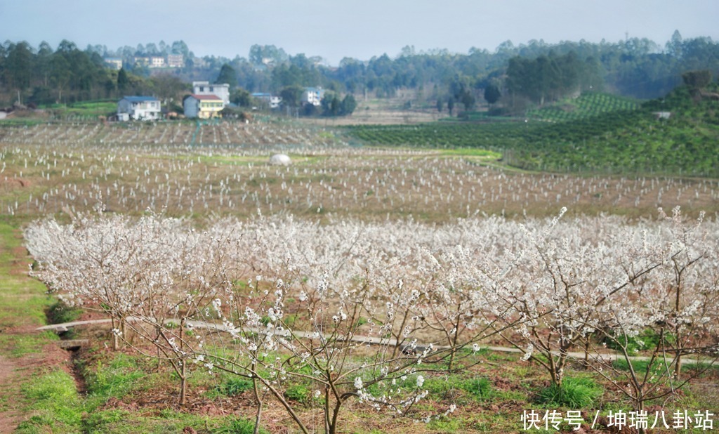 约吗？去武胜赏樱花