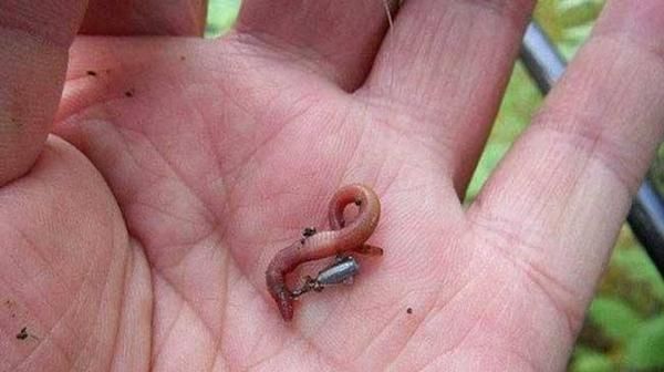 速度|黄颡鱼这钓法果然不简单,上鱼速度那叫一个快夏天不用亏大了