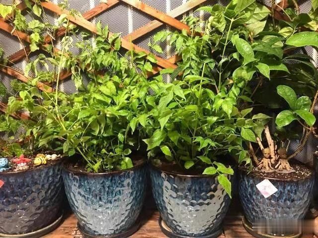 秋天养花不用买土,这种“免费土”,一分钱不花,一挖一麻袋