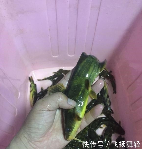 发窝|听说有人要封竿?这里的黄辣丁发窝,有人一夜钓十几斤