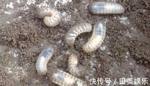 洗衣粉|养花最怕招虫，一旦发现虫卵，这几招立马用，从根本解决病虫害