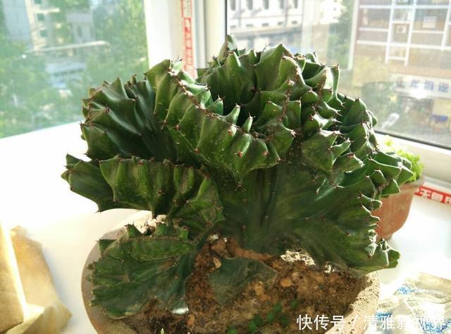 盆景|张大姐捡到一棵“怪植物”,放在盆里细心呵护,现在升值赚大了