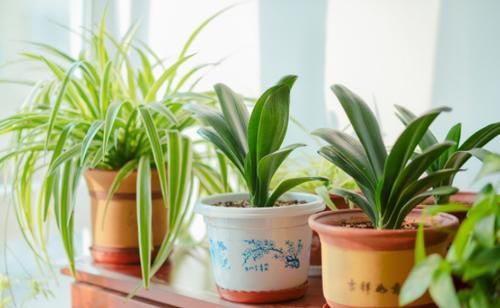 养花土用此2样，想效果好就得抓住这些“处理重点”